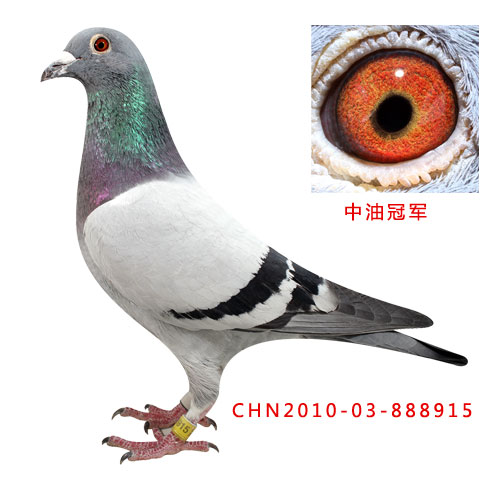 中油冠军