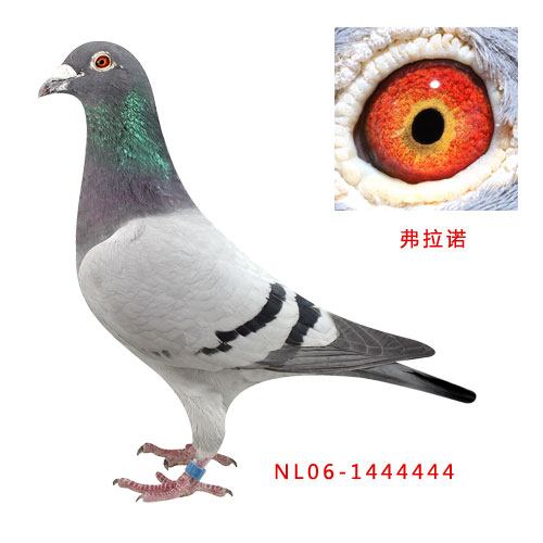 弗拉诺
