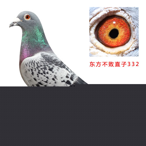 东方不败直子
