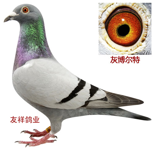 灰博尔特