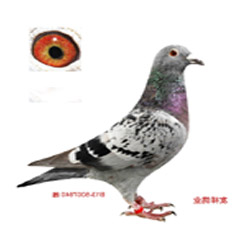 蕾哈娜