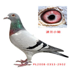 波兰小姐