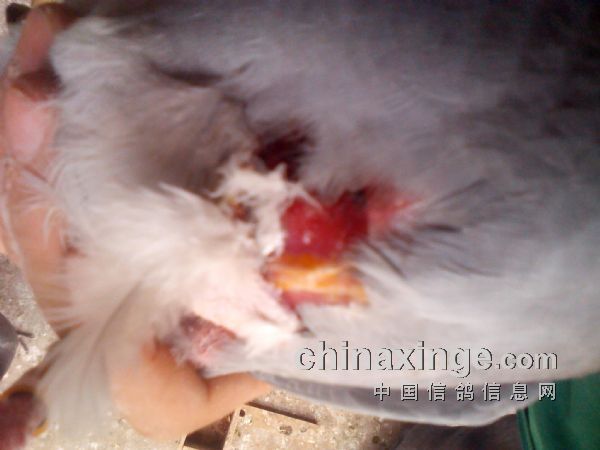 前胸皮开肉绽
