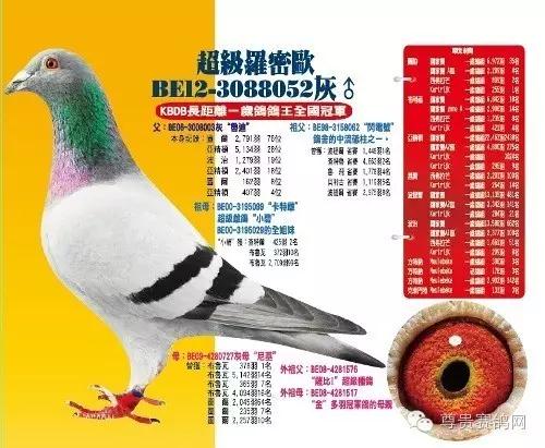 盖比•凡得那比-鲁迪的“恐怖”赛绩