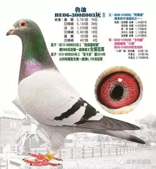 盖比•凡得那比-鲁迪的“恐怖”赛绩