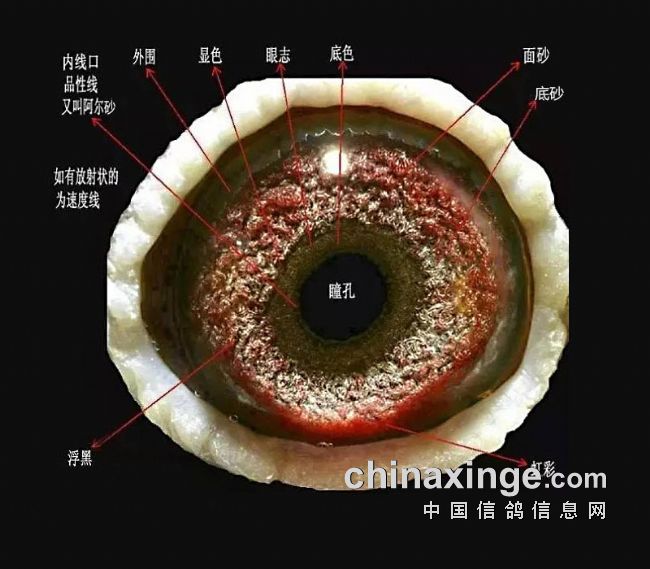 鸽眼结构详解