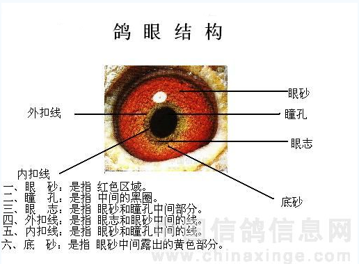 鸽眼结构详解