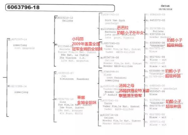 奶酪王朝再创辉煌 豪夺幼鸽鸽王冠军