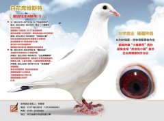 白花席维斯特