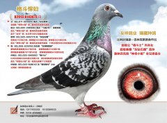 格斗悍妇