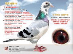 花席维斯特