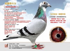 金翼格斗士