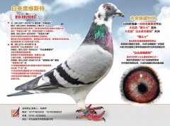 白条席维斯特
