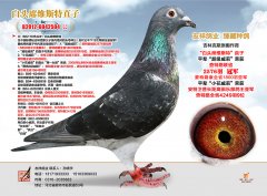 白头席维斯特直子