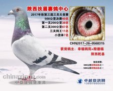 三关鸽王11名