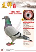 奶酪小子重孙