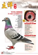104号之同窝姐妹
