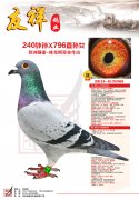240外孙×796直孙女