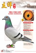 奶酪小子曾孙×延特