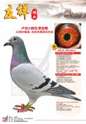 卢克×纳菲.蒂亚姆