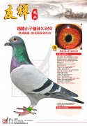 奶酪小子曾孙×340