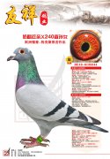 奶酪近亲×240直孙女