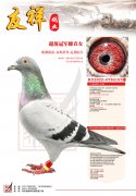 286公里5173羽19名