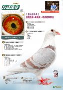 基特尔直孙162