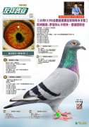 12170羽冠军