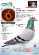 【杆位】 贝洛妮11370羽冠军